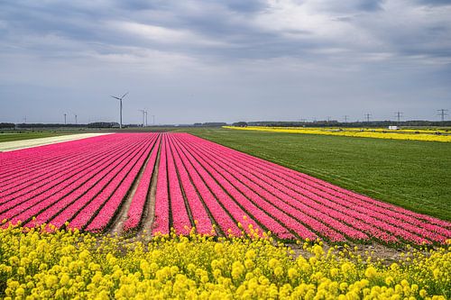 Tulpenveld in de Flevopolder, fotoprint