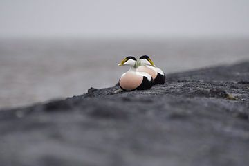 Resting eider ducks by Vincent Verkuil