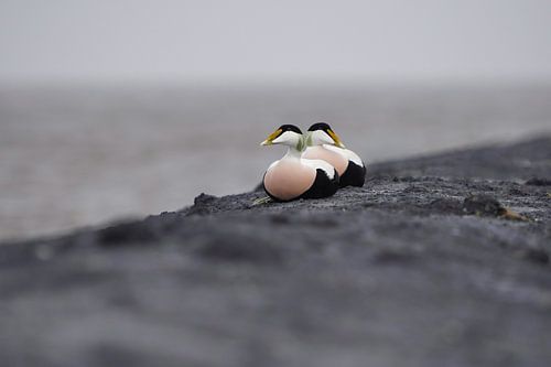 Resting eider ducks
