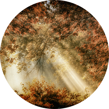 Verborgen Paradijs van Lars van de Goor