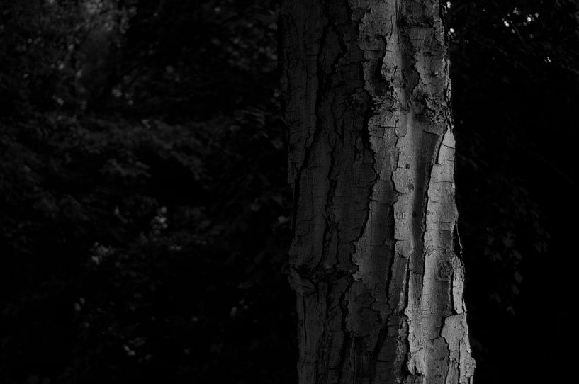 Baum in schwarz-weiß von Anita van Hengel