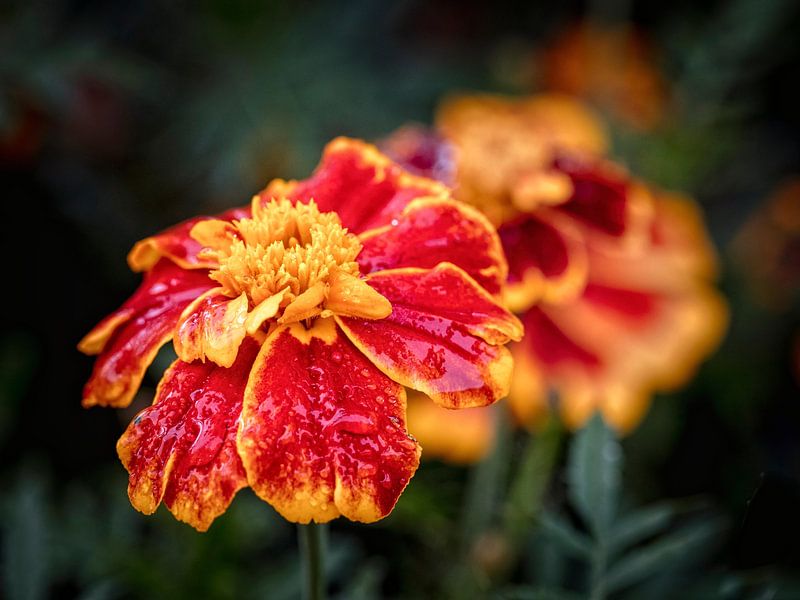 Afrikaantje by Rob Boon