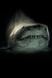 Requin robuste sur fond noir