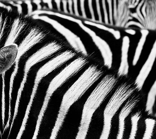 Zebra