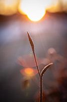 Morgensonne