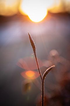 Le soleil du matin sur Danique Habets