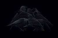Corvidés