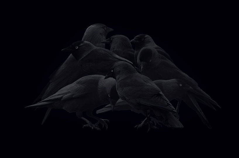 Corvidae by Will Scholten