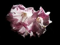 Rhododendron