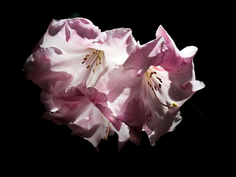 Rododendron van Helga Novelli