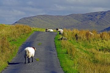 Rush hour in Western Ireland van Reinhard  Pantke