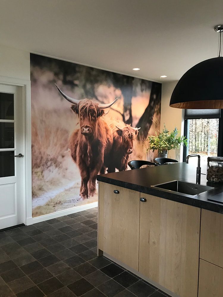 Schotse Hooglander.  van Harm Roseboom 