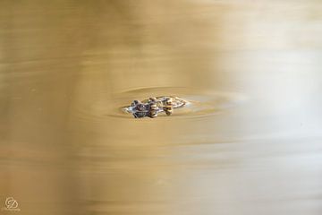 grenouilles (migration des crapauds) sur cd_photography