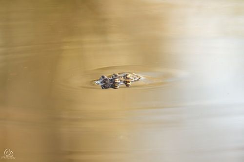 frogs (toad migration)