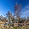 Birch sur Cor de Bruijn Photography