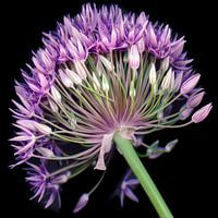 Alium