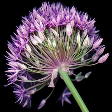 Alium