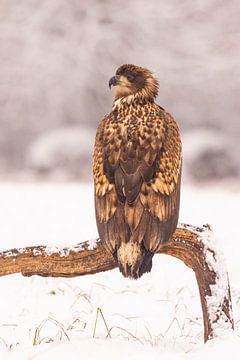 Zeearend (Haliaeetus albicilla), roofvogel.