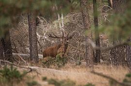The Oerkreek by Leon Kuijer