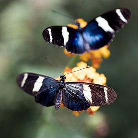 Vlinders op bloem van Tim Breeschooten