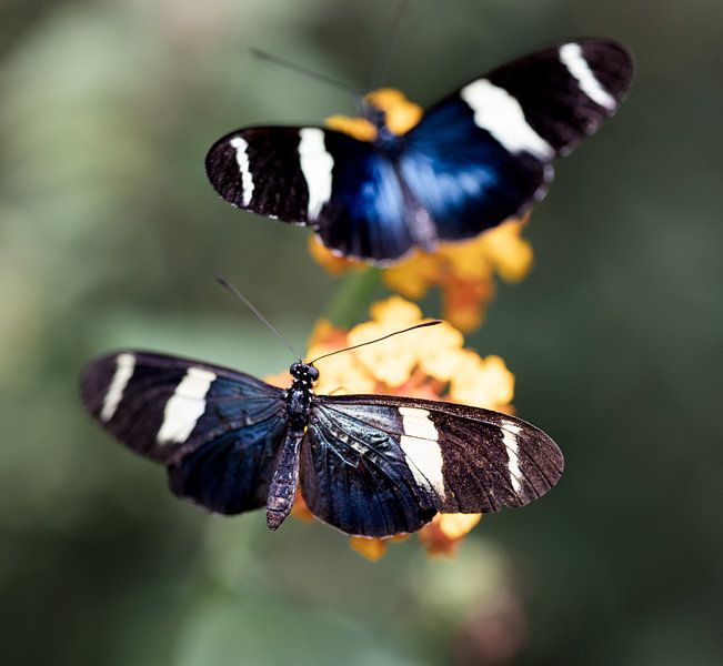 Schmetterlinge auf Blume von Tim Breeschooten