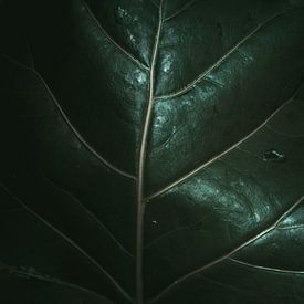 Close-up van een oerwoud plant, Colombia van Felix Van Leusden