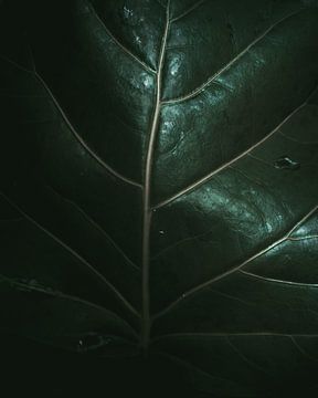 Close-up van een oerwoud plant, Colombia van Felix Van Leusden