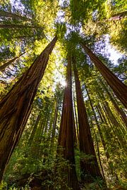 Séquoias en contre-jour sur Stefan Swiontek