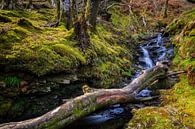 Wald mit fließendem Bach in den schottischen Highlands von gaps photography Miniaturansicht