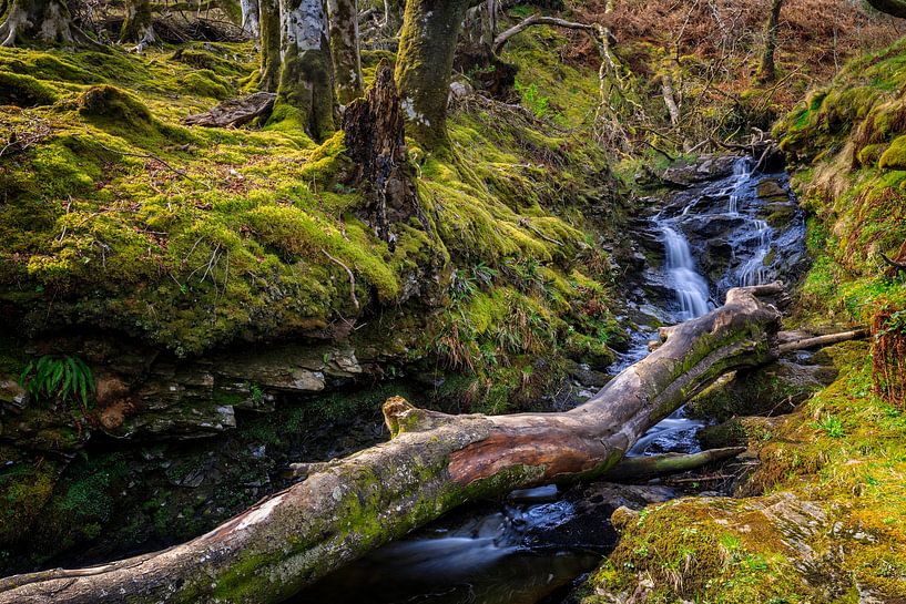 bos met stromende beek in de Schotse Hooglanden van gaps photography