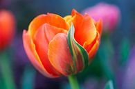 Tulip 2024-01 van Joram Janssen thumbnail