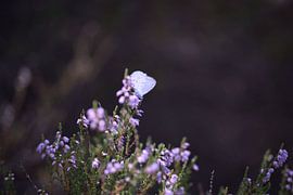 Rustende witte vlinder van Manon Sloetjes