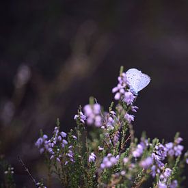 Rustende witte vlinder sur Manon Sloetjes