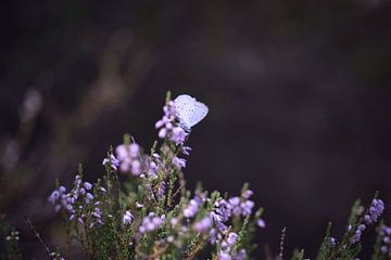 Rustende witte vlinder