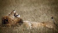 437 Leeuw Tanzania Serengeti - Scan From Analog Film van Adrien Hendrickx thumbnail