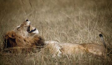 437 Lion Tanzanie Serengeti - Scan d'un film analogique sur Adrien Hendrickx