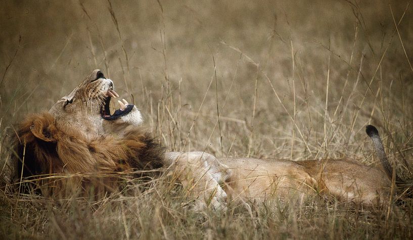 437 Leeuw Tanzania Serengeti - Scan From Analog Film van Adrien Hendrickx