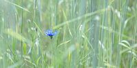 Blaue Kornblume im Weizenfeld von Hanneke Luit Miniaturansicht