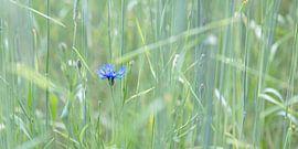 blue cornflower in wheat field by Hanneke Luit