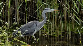 Grey Heron by Cees van der Linden