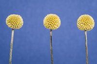 Trois baguettes à la suite