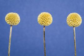 Three drumsticks in a row by Marjolijn Maljaars