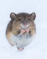 Mouse in the snow.