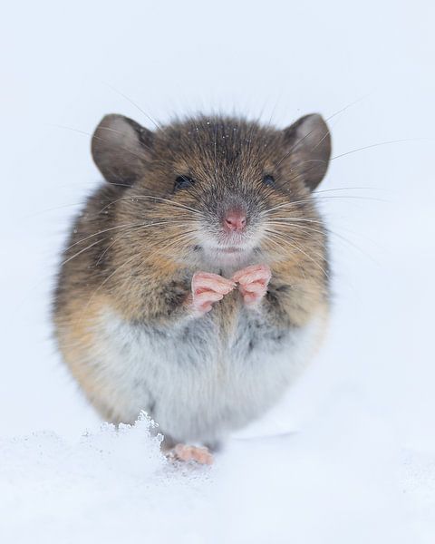 Mouse in the snow. by Jeffery Cassiers