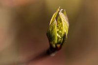 Maple macro