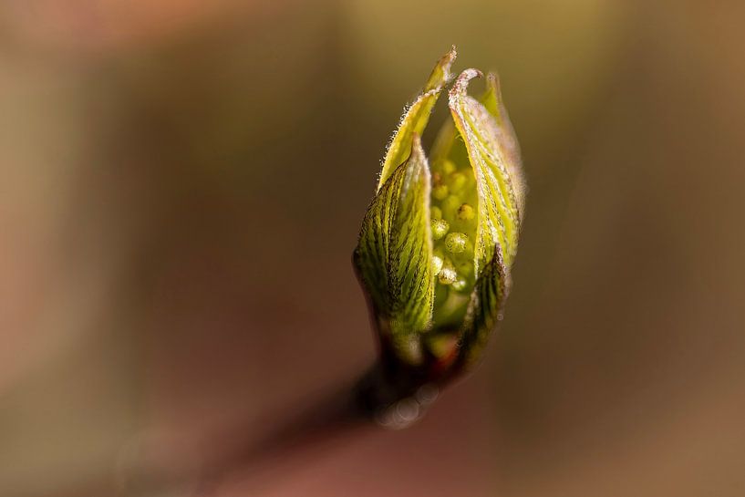 Maple macro by Memories for life Fotografie