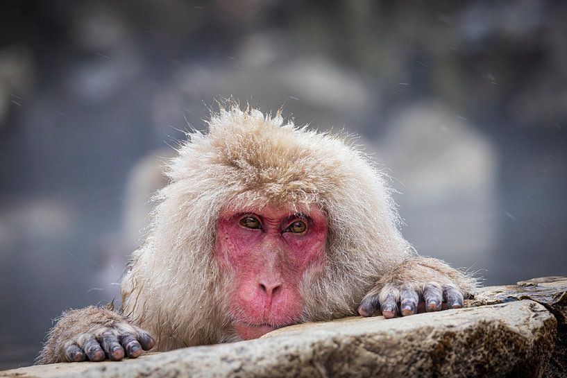 Eyes of Winter by Hilda Weges