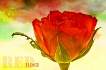 RED ROSE van Ellen Driesse