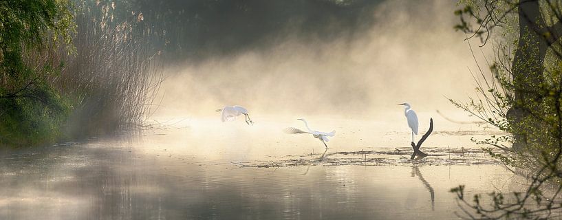 aigrettes dans la lumière du matin par patrick verweire