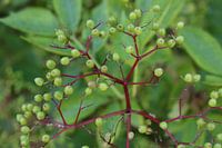 Close up of an elder